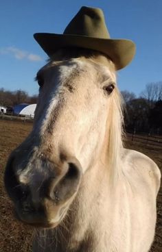 a white horse wearing a green hat on top of it's head in a field