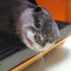 an animal that is laying down on a table