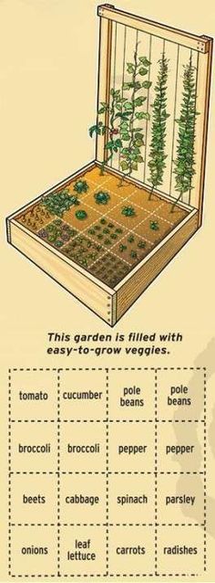 the garden is filled with easy to grow veggies