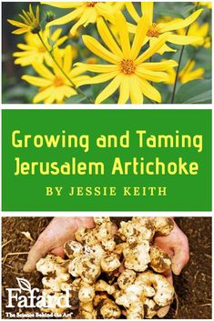 #Jerusalem #artichokes have a nutty, #potato-like taste and can be eaten #roasted, boiled, or in soups. But the huge #sunflowers spread and need to be tamed. When planted in ironclad raised beds, they will stay put for good #fall #eating. Fall Eating, Artichoke Plant, Blooming Sunflower, Garden Perennials, Beginners Gardening, Gardening Gifts, Fall Over