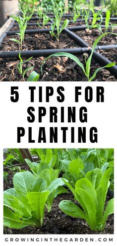 some plants that are growing in the ground with text overlay reading 5 tips for spring planting