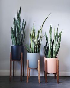 three potted plants sitting next to each other on top of a wooden stand in front of a white wall