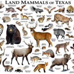 an illustrated map of the land mammals of texas