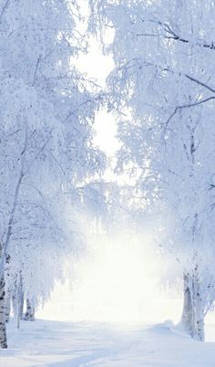 snow covered trees line a path in the middle of a snowy forest with bright light coming through