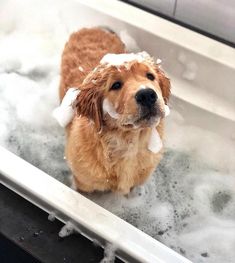 a brown dog standing in a bathtub with foam on it's head