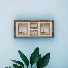 two framed pictures hang on the wall above a potted plant in front of a blue wall