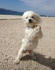 a small white dog standing on it's hind legs with its paws in the air