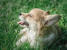 a small dog laying in the grass with its tongue out and his mouth open, looking up