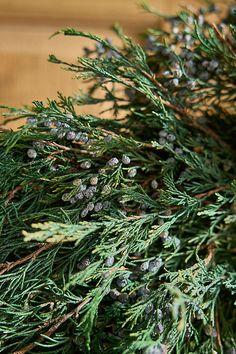 closeup of pine needles and cones on a tree