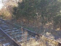 an abandoned train track in the woods