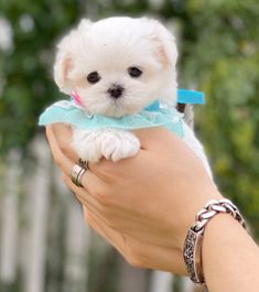 a person holding a small white dog in their hand