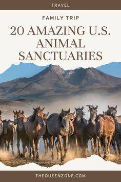 a herd of horses running across a dirt field with the words family trip 20 amazing u s animal sanctuaries