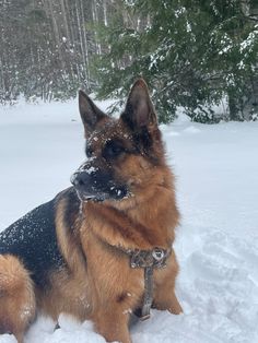 a german shepherd sitting in the snow