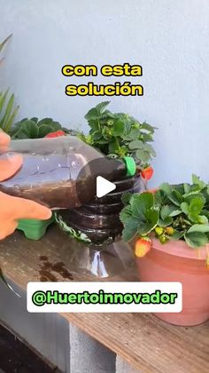 a person is pouring water into some potted plants on a table with the words con esta solucion