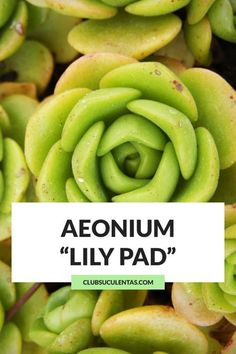 green leaves with the words aeonium lily pad