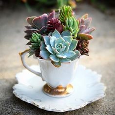 a white cup filled with succulents on top of a saucer