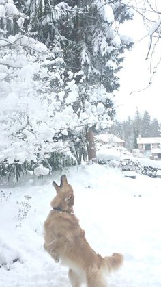 a dog standing in the snow with its mouth open