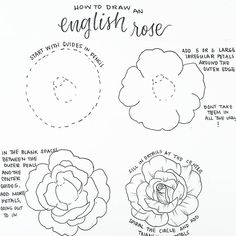 an image of how to draw an english rose