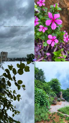 four different pictures with purple flowers in the middle and green leaves on the bottom right