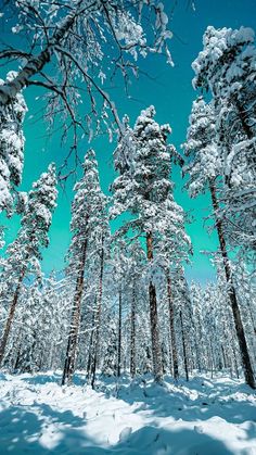 snow covered trees in the middle of a forest with bright blue sky behind them and white snow on the ground