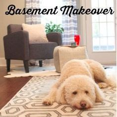 a white dog laying on top of a rug