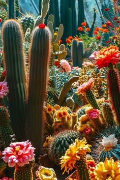 many different types of cactus plants and flowers