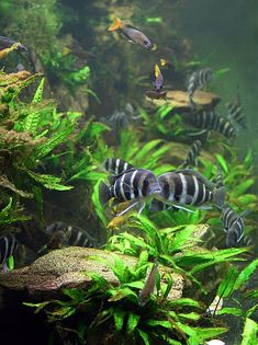 an aquarium filled with lots of different types of plants and fish swimming around in the water