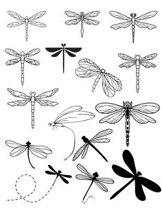 six dragon silhouettes in black and white, each with four different types of wings