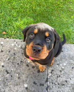 a small black and brown dog sitting on top of a cement slab next to grass