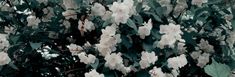 white flowers blooming on the branches of a tree