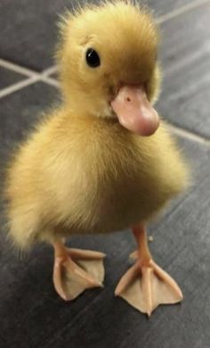 a small yellow duck sitting on top of a tiled floor