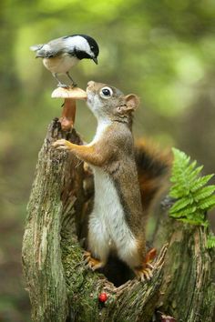 a small bird perched on top of a tree stump with a squirrel standing on it's hind legs