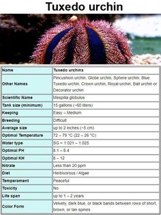 an image of a table with the names of different types of plants and animals in it