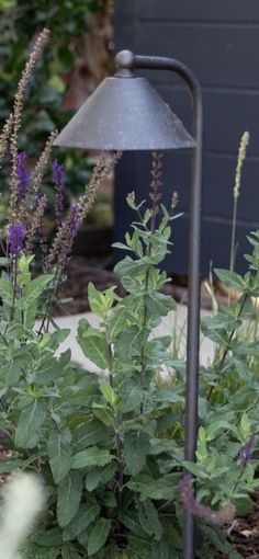 purple flowers are growing in the garden next to a lamp