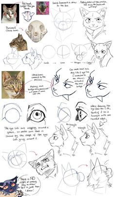 how to draw an animal's face with different angles and lines on the paper