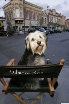 a dog is sitting in a chair on the street