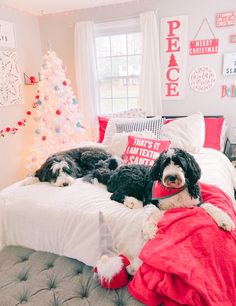 two black and white dogs laying on top of a bed next to a christmas tree