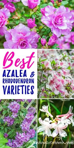 the best azalea and rhododendron varieties