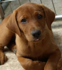 a brown dog sitting on top of a floor next to a caged in area