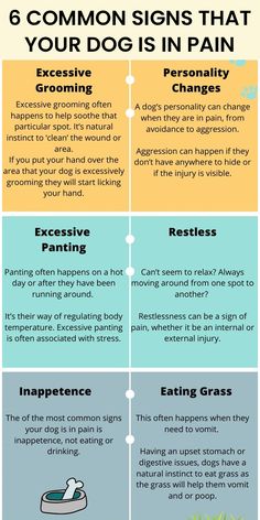 the six common signs that your dog is in pain infographical poster for dogs