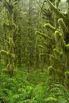 many mossy trees in the middle of a forest with ferns growing all over them