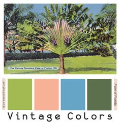 the color scheme for vintage colors, including green and pinks with palm trees in the background