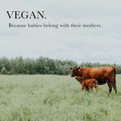 a mother cow and her calf in a field with the caption vegan because babies belong with their mothers