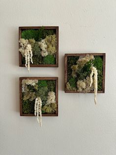 two wooden boxes with moss and white flowers in them on the wall next to each other