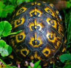 a yellow and black turtle sitting on top of green leaves in the grass next to flowers