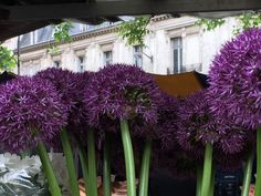 purple flowers are displayed in front of a building