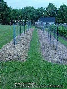 several rows of hay in the middle of a field with green grass and blue poles