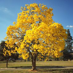 a large yellow tree in the middle of a park