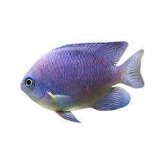 a blue fish is swimming in the water with it's head turned to the side