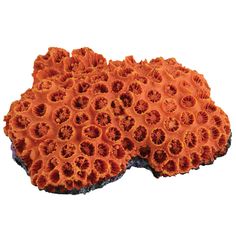 two orange corals sitting on top of each other